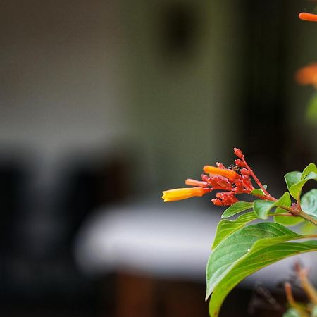Sashini Homestay Sigiriya Exterior photo